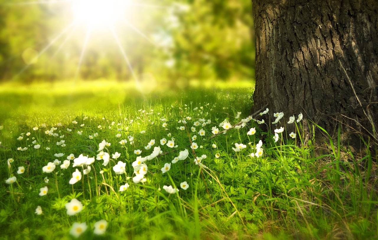 Free photo hosting by tinypic