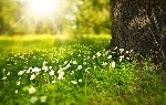 756_flowers_276014_1280.jpg